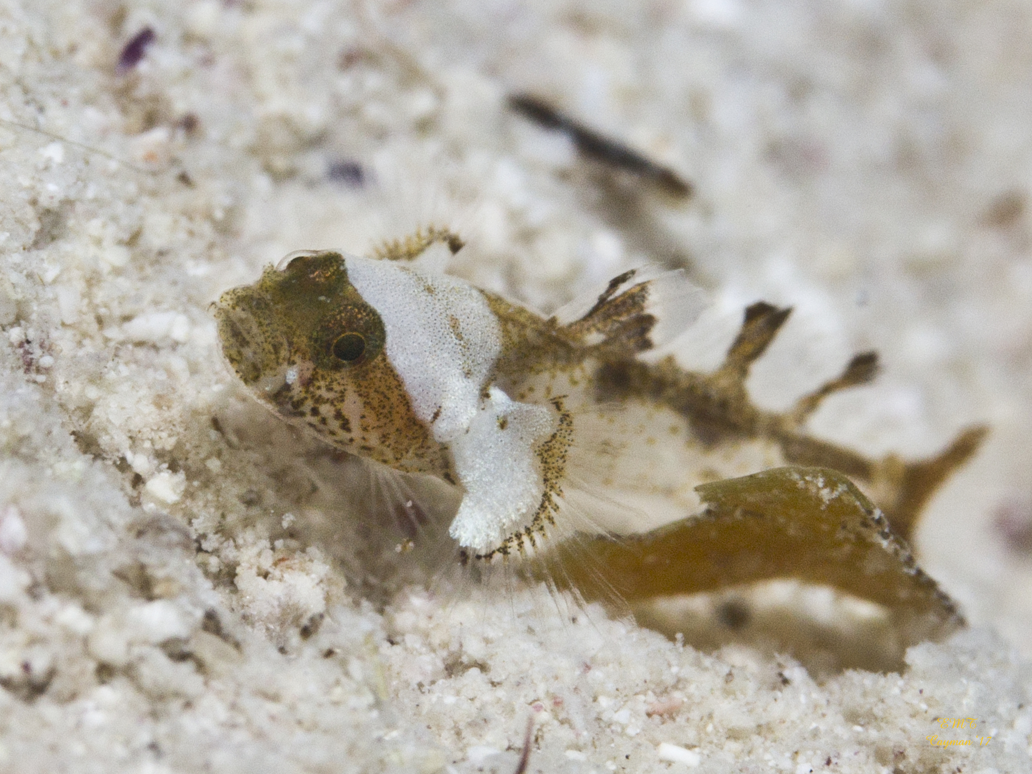ภาพ ปลาบู่บู่ (Cryptopsilotris batrachodes)