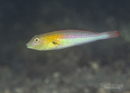 ภาพ ปลานกแก้ว roseus (Cryptotomus roseus)
