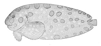 ภาพ ปลา cyclospilus (Crystallichthys cyclospilus)