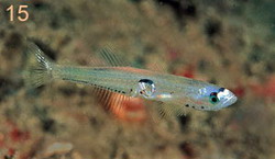 ภาพ ปลาบู่บู่ (Crystallogobius linearis)