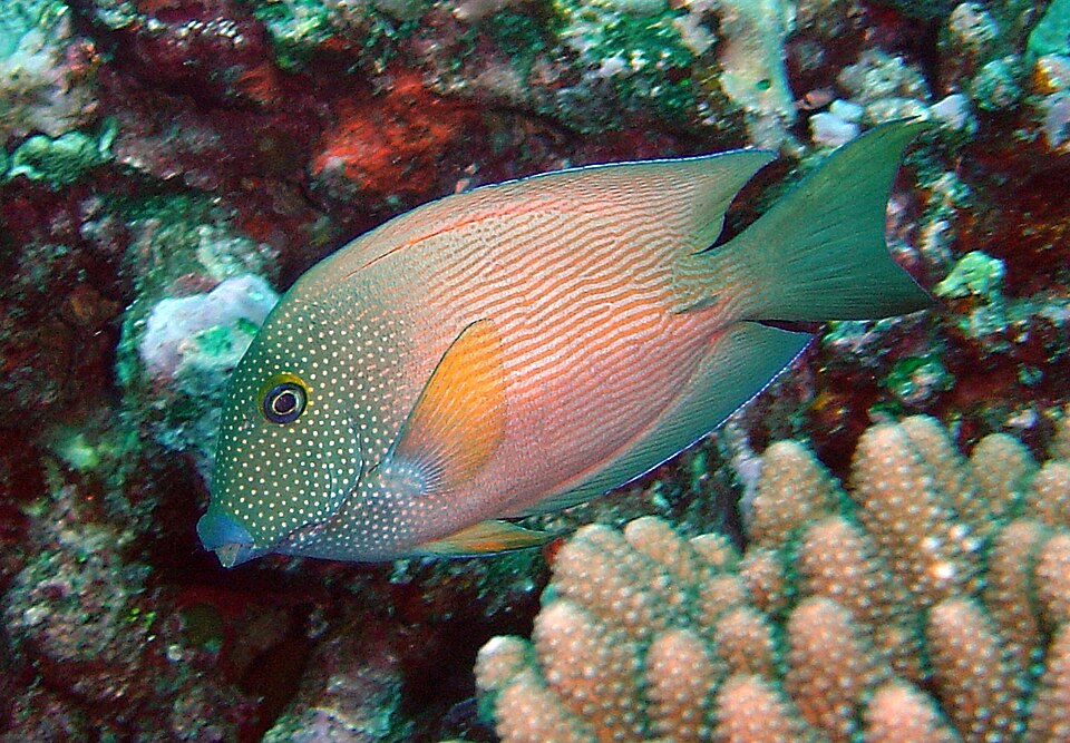 ภาพ ปลาขี้ตังเบ็ด cyanocheilus (Ctenochaetus cyanocheilus)