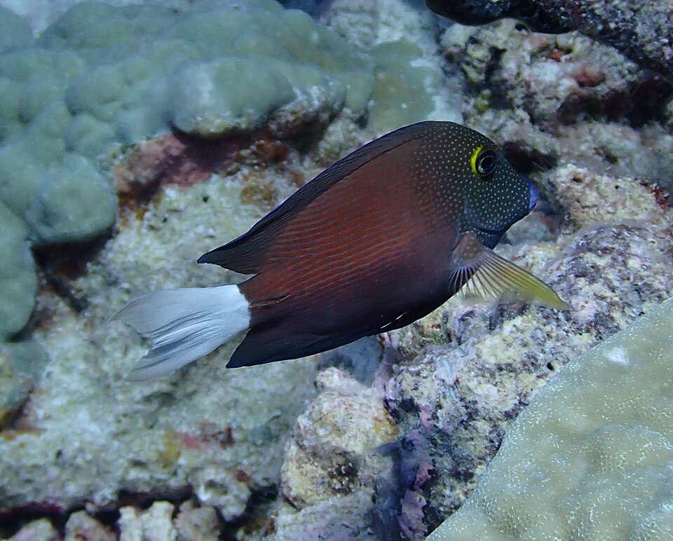 ภาพ ปลาขี้ตังเบ็ดซีด (Ctenochaetus flavicauda)
