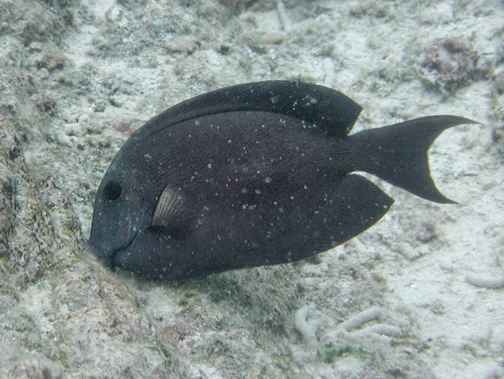 ภาพ ปลาขี้ตังเบ็ดดำ (Ctenochaetus hawaiiensis)