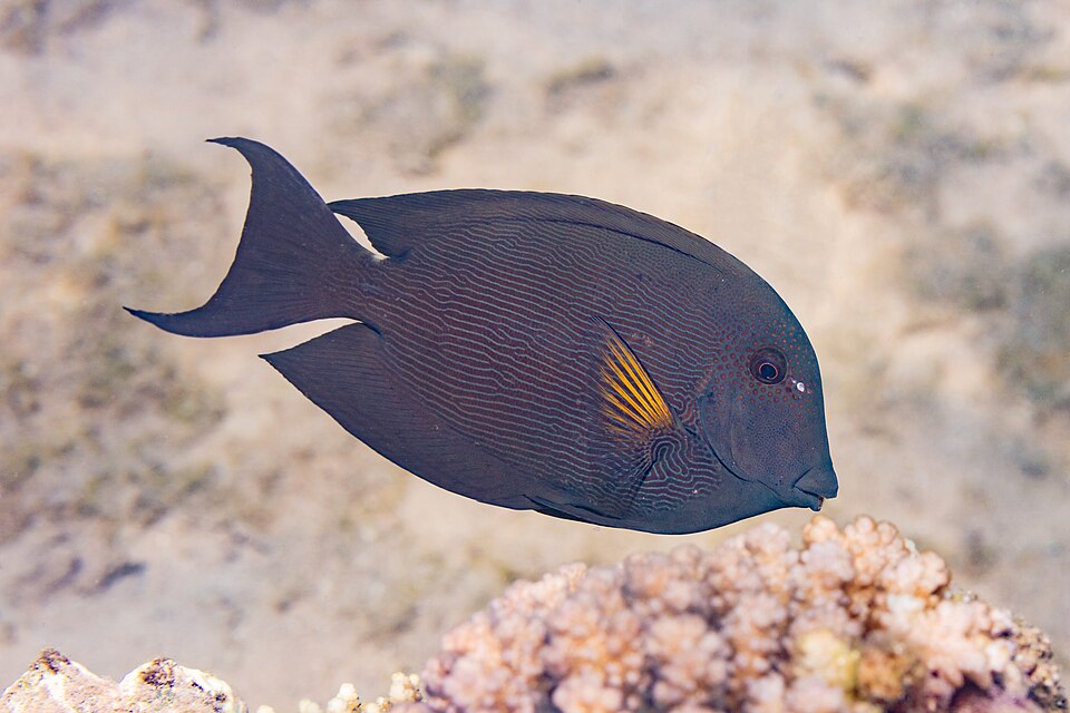 ภาพ ปลาขี้ตังเบ็ดลายจุดฟ้า (Ctenochaetus striatus)
