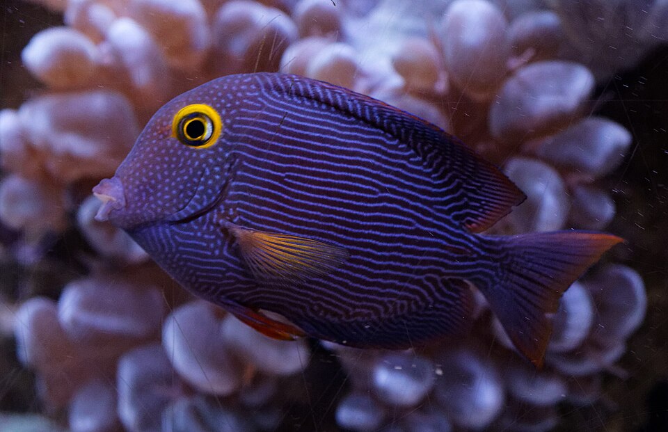ภาพ ปลาขี้ตังเบ็ด strigosus (Ctenochaetus strigosus)