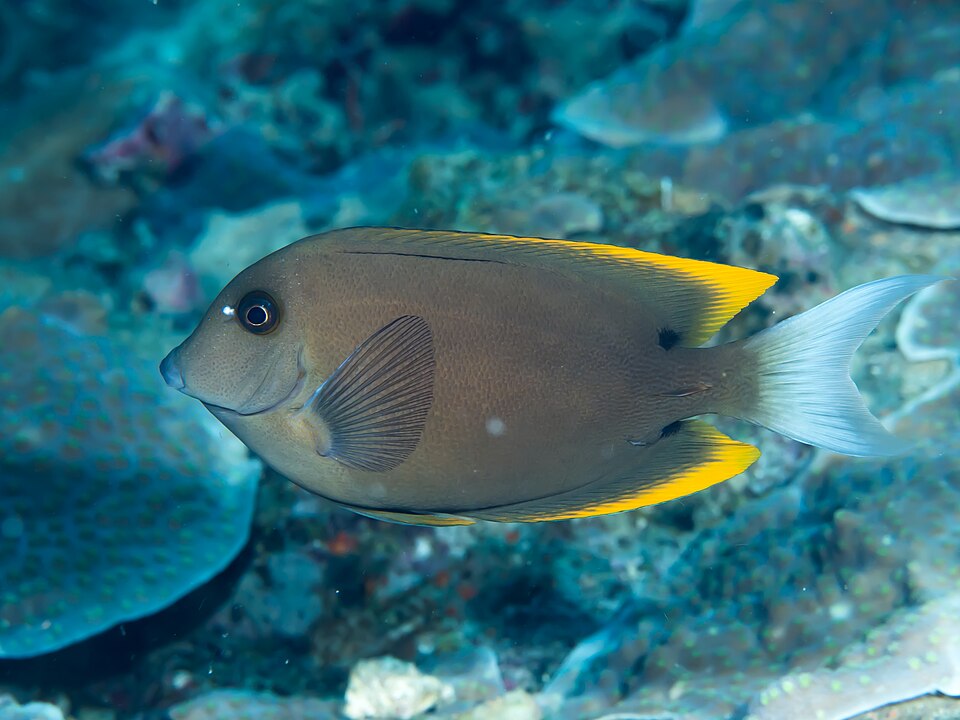 ภาพ ปลาขี้ตังเบ็ดส้ม (Ctenochaetus tominiensis)