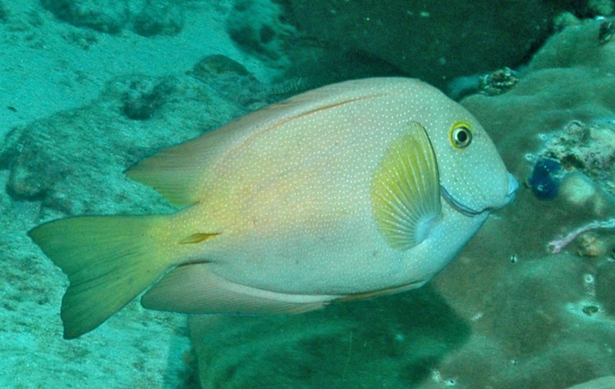 ภาพ ปลาขี้ตังเบ็ดอินเดียทอง (Ctenochaetus truncatus)