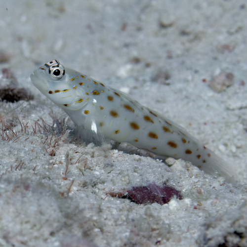 ภาพ ปลาบู่แดงบู่ (Ctenogobiops maculosus)