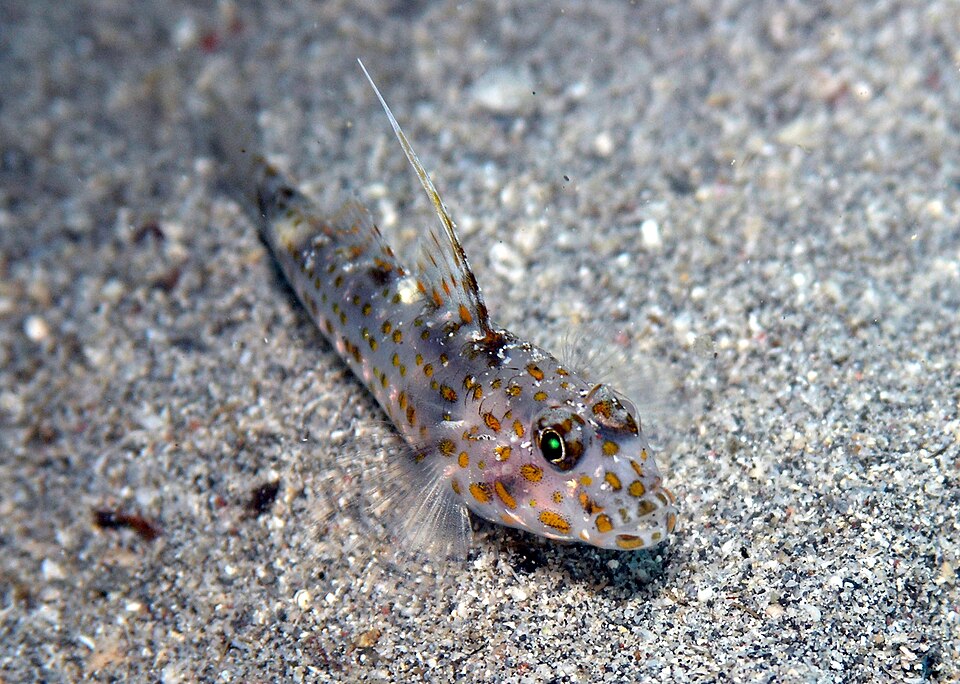 ภาพ ปลาบู่กุ้งบู่ (Ctenogobiops tangaroai)