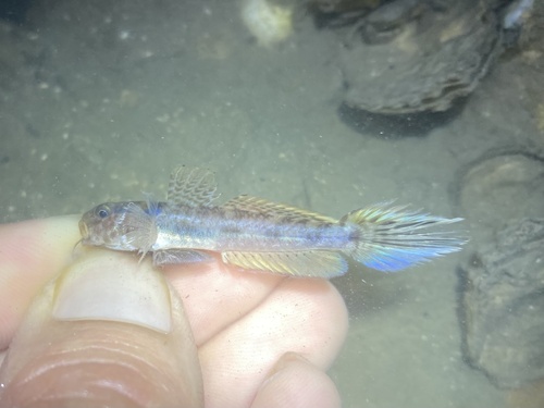 ภาพ ปลาบู่บู่ (Ctenogobius boleosoma)