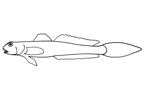 ภาพ ปลาบู่บู่ (Ctenogobius claytonii)