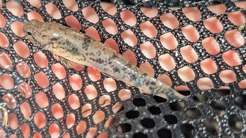 ภาพ ปลาบู่บู่ (Ctenogobius pseudofasciatus)