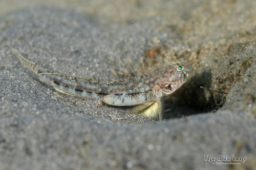 ภาพ ปลาบู่บู่ (Ctenogobius saepepallens)