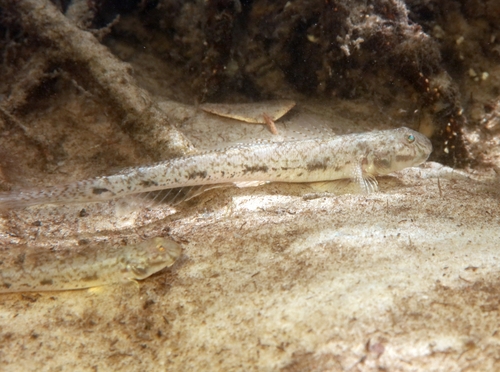 ภาพ ปลาบู่บู่ (Ctenogobius sagittula)