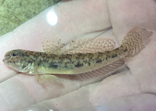 ภาพ ปลาบู่น้ำจืดบู่ (Ctenogobius shufeldti)