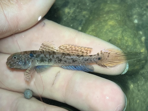 ภาพ ปลาบู่มรกตบู่ (Ctenogobius smaragdus)