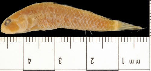 ภาพ ปลาบู่บู่ (Ctenogobius stigmaticus)