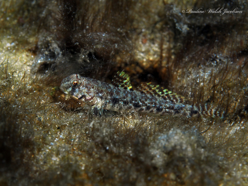 ภาพ ปลาบู่บู่ (Ctenogobius stigmaturus)