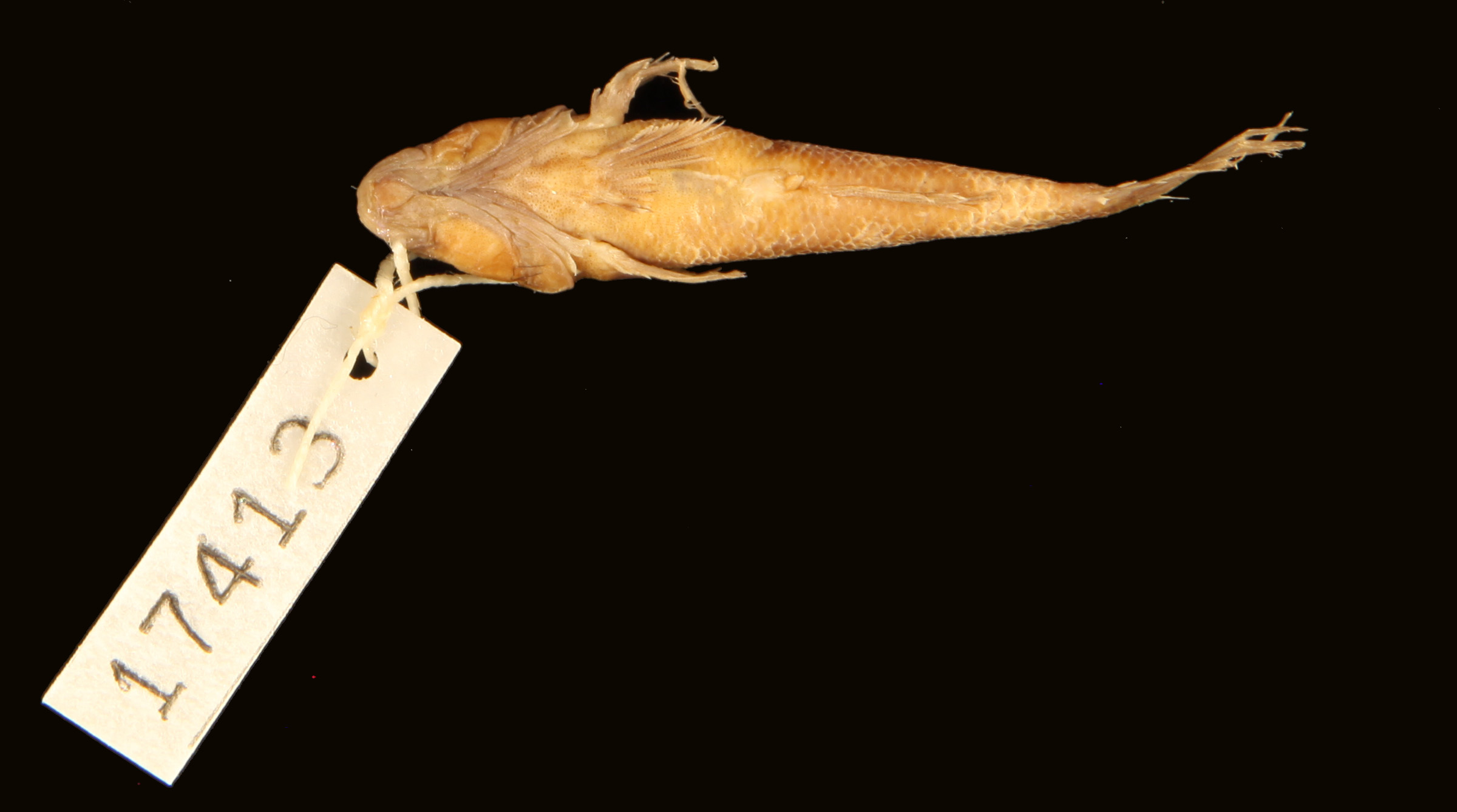 ภาพ ปลาบู่ waigiensis (Ctenogobius waigiensis)