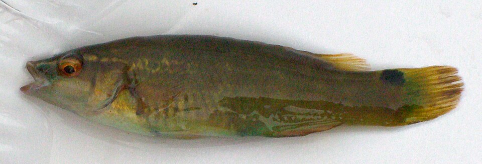 ภาพ ปลานกขุนทองทอง (Ctenolabrus rupestris)