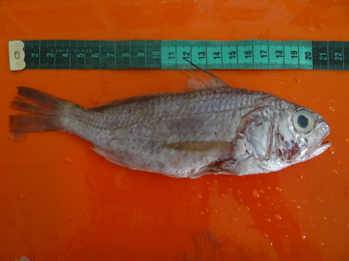 ภาพ ปลาจวด peruviana (Ctenosciaena peruviana)