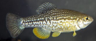 ภาพ ปลา tessellatus (Cualac tessellatus)