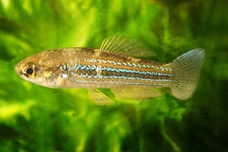 ภาพ ปลา cubensis (Cubanichthys cubensis)