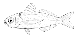 ภาพ ปลา caeruleus (Cubiceps caeruleus)