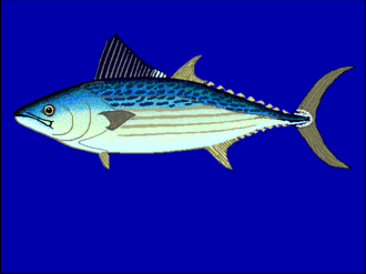 ภาพ ปลา elegans (Cybiosarda elegans)