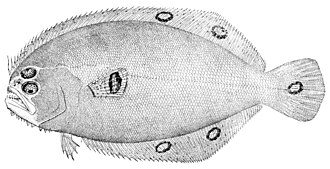 ภาพ ปลา fimbriata (Cyclopsetta fimbriata)