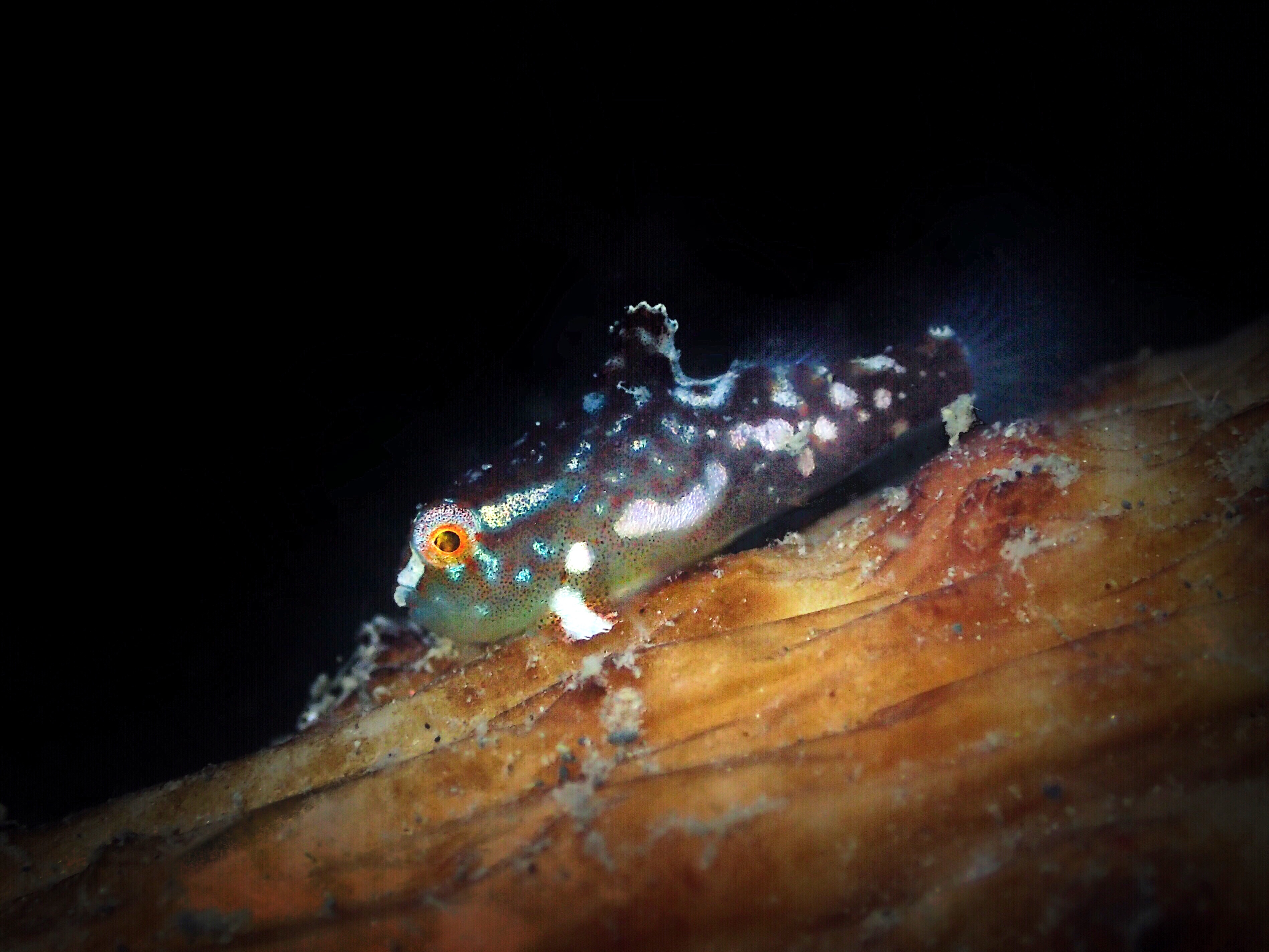 ภาพ ปลา lumpus (Cyclopterus lumpus)