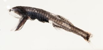 ภาพ ปลา acclinidens (Cyclothone acclinidens)