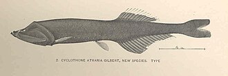 ภาพ ปลา atraria (Cyclothone atraria)