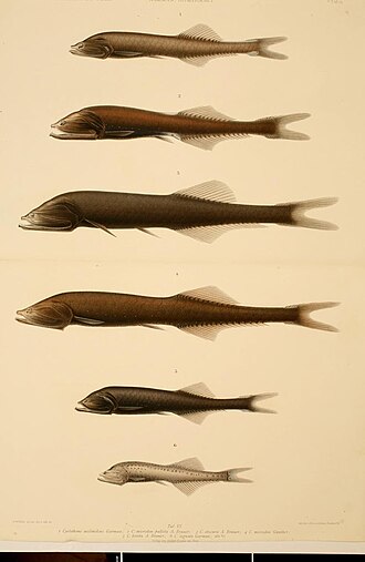 ภาพ ปลา obscura (Cyclothone obscura)