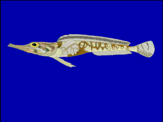 ภาพ ปลา mawsoni (Cygnodraco mawsoni)