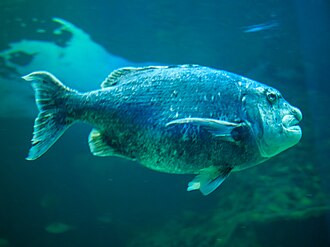 ภาพ ปลา nasutus (Cymatoceps nasutus)
