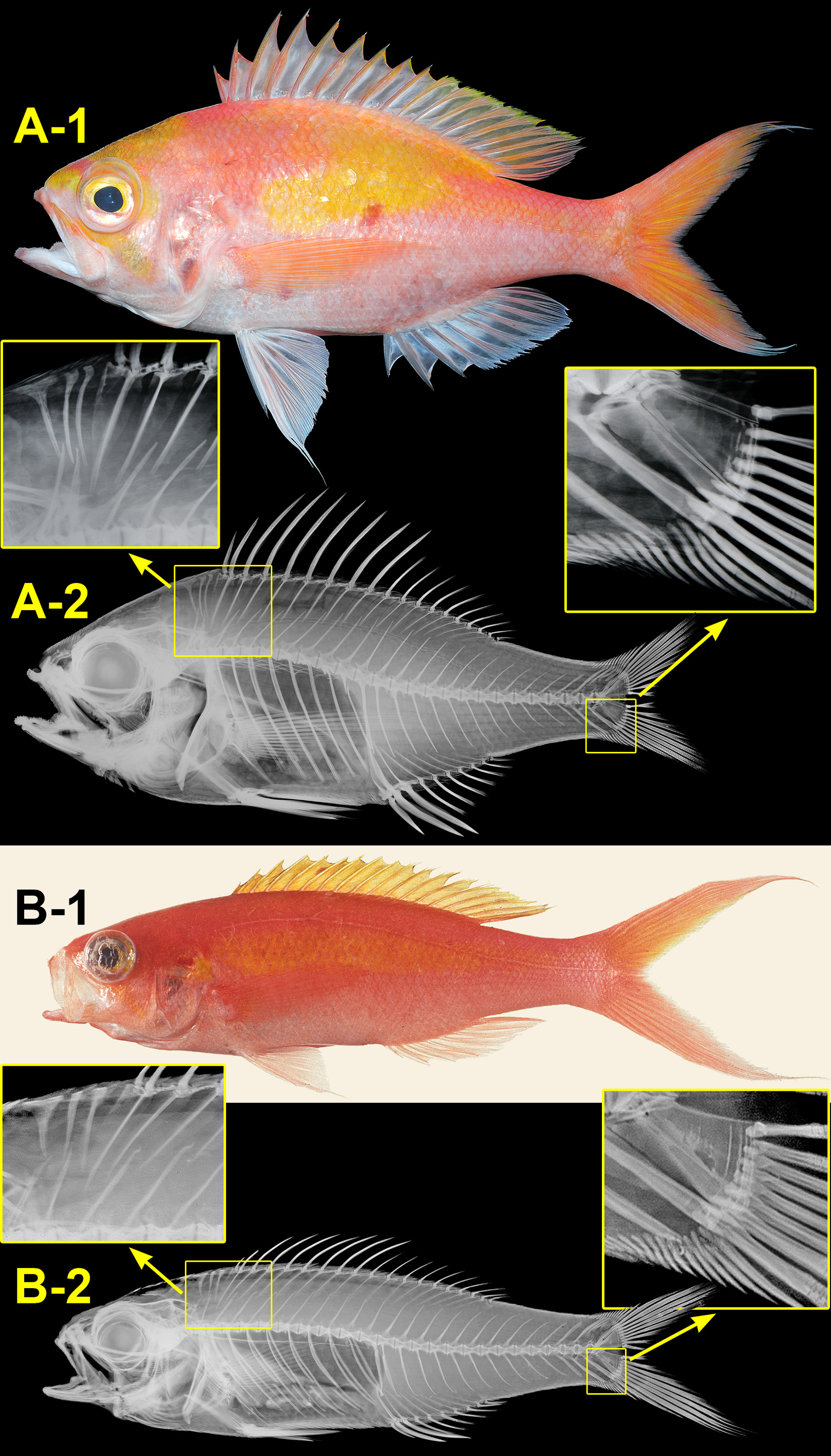 ภาพ ปลา aureolateralis (Cymatognathus aureolateralis)