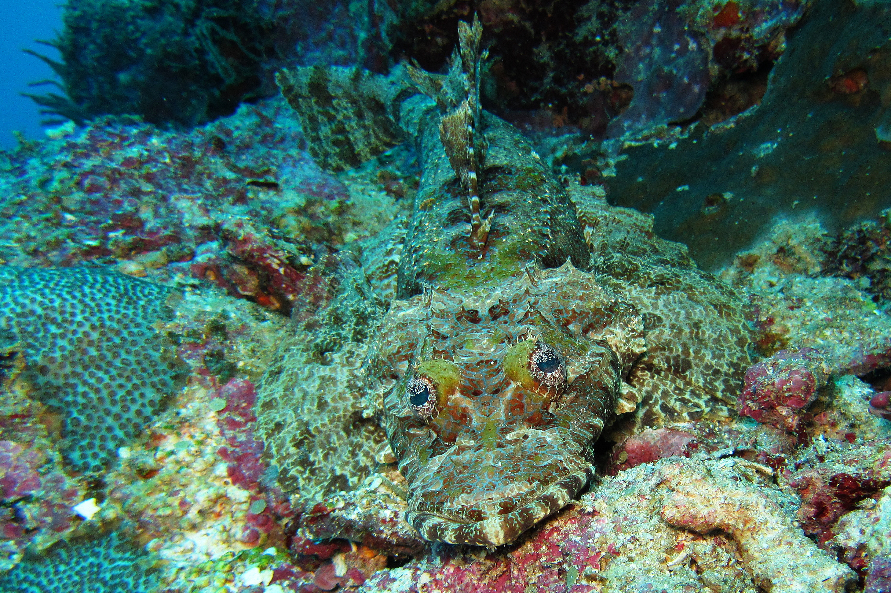 ภาพ ปลา beauforti (Cymbacephalus beauforti)
