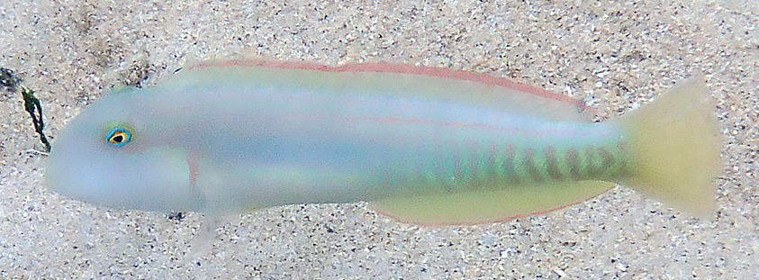 ภาพ ปลานกขุนทอง praetextatus (Cymolutes praetextatus)