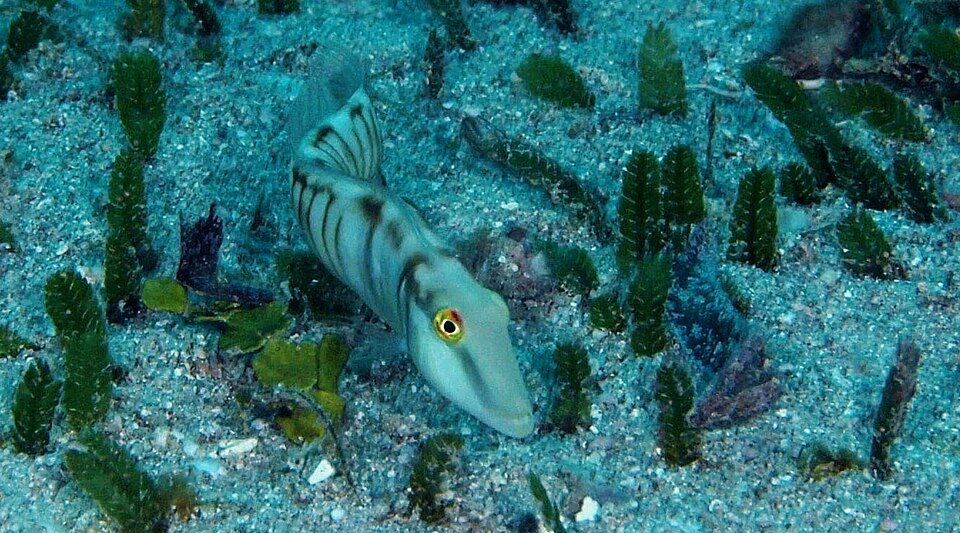 ภาพ ปลานกขุนทอง torquatus (Cymolutes torquatus)