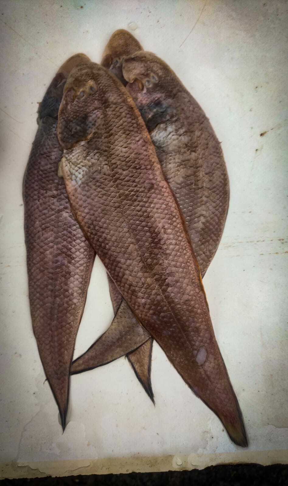 ภาพ ปลา arel (Cynoglossus arel)