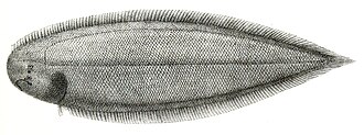 ภาพ ปลา bilineatus (Cynoglossus bilineatus)