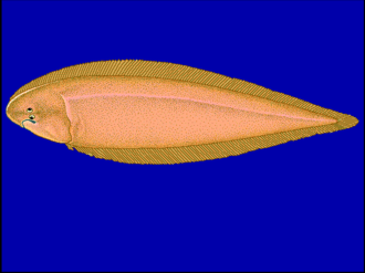 ภาพ ปลา canariensis (Cynoglossus canariensis)