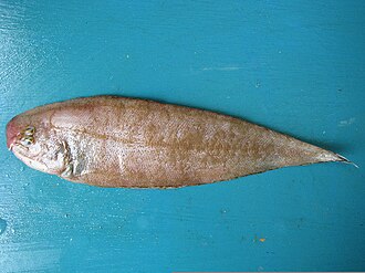 ภาพ ปลา capensis (Cynoglossus capensis)