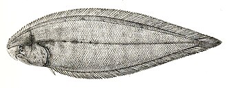 ภาพ ปลา cynoglossus (Cynoglossus cynoglossus)