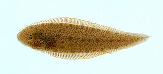 ภาพ ปลา feldmanni (Cynoglossus feldmanni)
