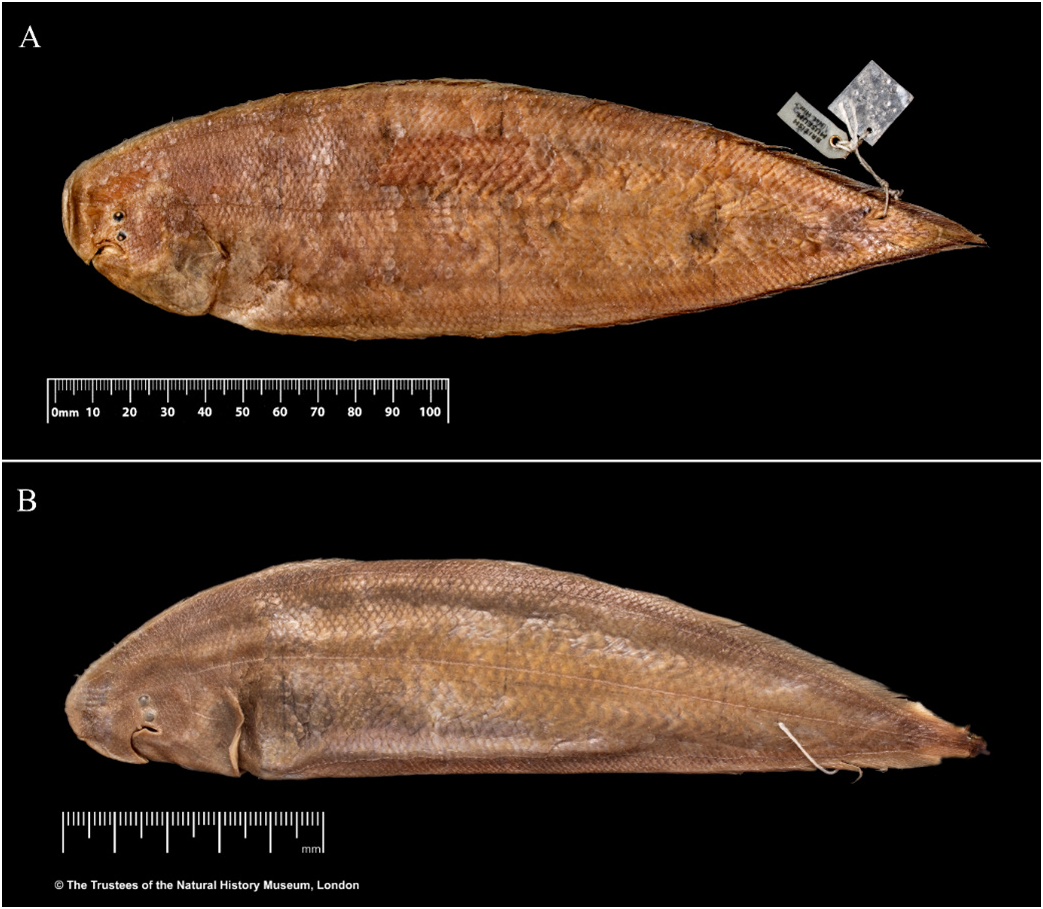 ภาพ ปลา joyneri (Cynoglossus joyneri)