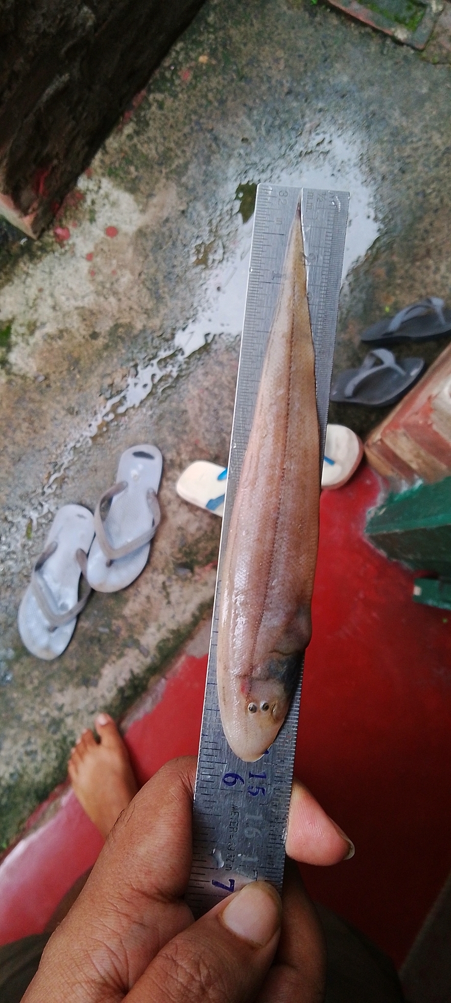 ภาพ ปลา lingua (Cynoglossus lingua)