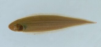 ภาพ ปลา microlepis (Cynoglossus microlepis)