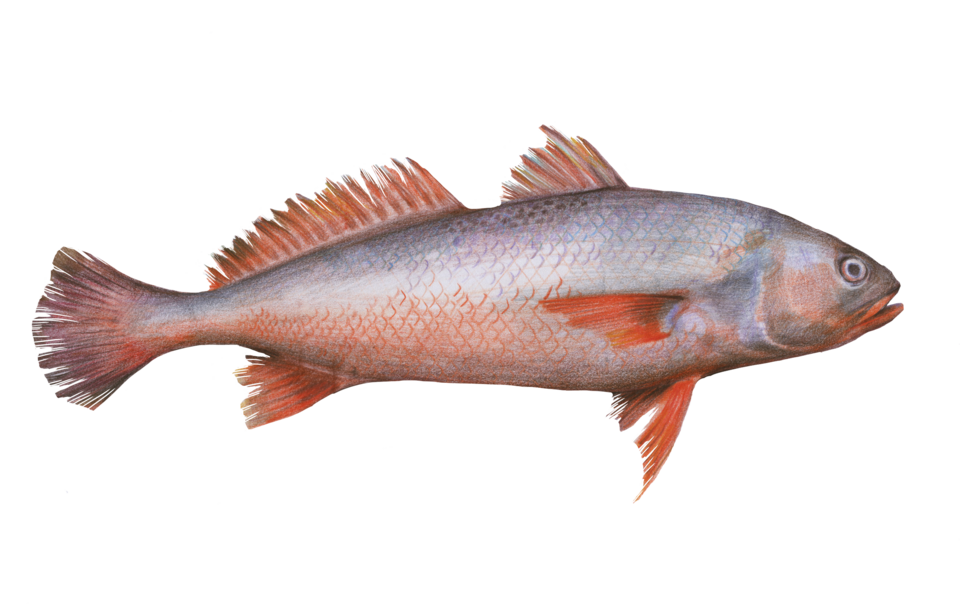 ภาพ ปลาจวด acoupa (Cynoscion acoupa)